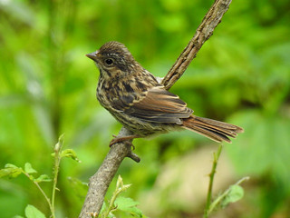 Song Sparrow - Juvenile