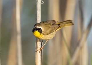 in the middle of the marsh, many common yellow throats were curious about the intruders (us)