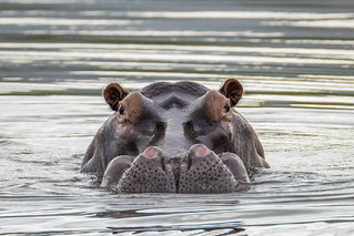 Nijlpaard - Common hippopotamus