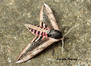 Privet Hawk-Moth