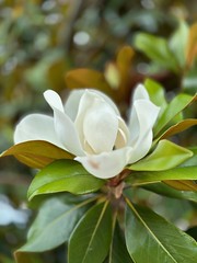 Une fleur de magnolia