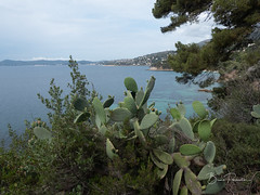 Pointe du Layet - Photo of Rayol-Canadel-sur-Mer