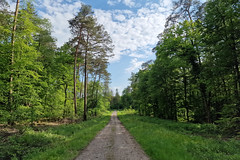 Forest track