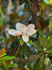 La large fleur du magnolia