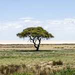 Etosha, Namibia