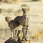Cheetah and her cub