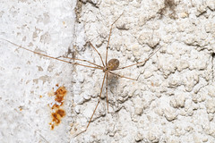 Pholcus phalangioides (Fuessly, 1775) - Photo of Faissault