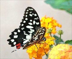Papilio demoleus (Elne)