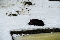 Bear in Juraparc, Vallorbe