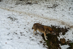 Wolf in Juraparc, Vallorbe - Photo of Labergement-Sainte-Marie