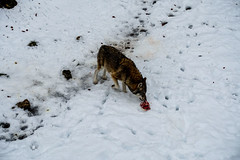 Wolf in Juraparc, Vallorbe - Photo of Sarrageois