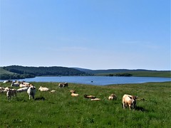 IMG_20230616_102603 - Photo of Recoules-d'Aubrac