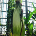 Amorphophallus titanum - June 2023 - Botanic Garden Ghent