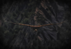 Griffon vulture in the Drôme provençale, France - Photo of Arnayon