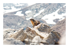 Marmotte - Photo of Lanslevillard