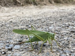 Great Green Bush Cricket - Photo of Mauprévoir