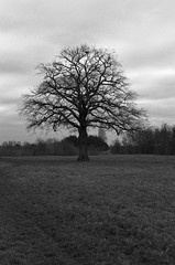 The tree - Photo of Herbsheim