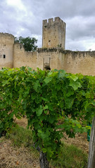 Château de Budos, Sauternes - Photo of Fargues