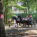 09-07-2023 Horsedriving Wenum Wiesel