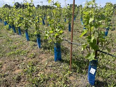 New drip-irrigated vineyards, Montpellier, France - Photo of Pérols