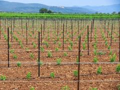 New drip-irrigated vineyards, Herault, France