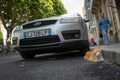 Red cat in Sète - Photo of Frontignan