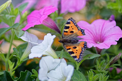 Butterfly - Photo of Herbsheim