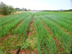 Sprinkler irrigation, Gignac, France