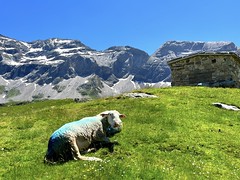 Lasy sheep - Photo of Aragnouet