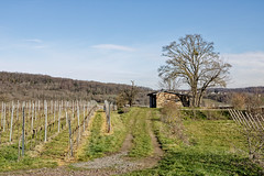 The little house in the vineyard