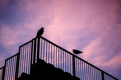Pink Hour Birds - Photo of Pérols