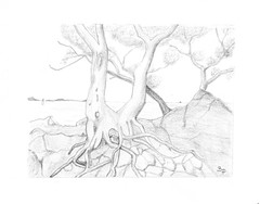 Etude d-arbres - Photo of La Môle