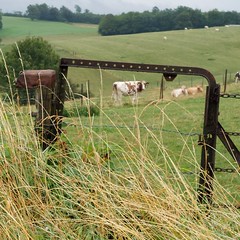 Koe achter hek