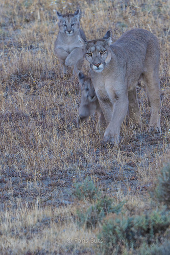 Eye Contact with Mother Puma (1) <div class='float-right'><a href='https://www.flickr.com/photos/93140244@N02/' target='_blank'>cirdantravels (Fons Buts)</a> <img src='https://c2.staticflickr.com/66/65535/buddyicons/93140244@N02.jpg' style='border-radius: 50%; height: 48px; width: 48px;'><div>