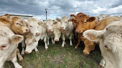 Nieuwsgierige koeien - Photo of Doumely-Bégny