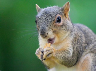 just a squirrel enjoying her pecan!