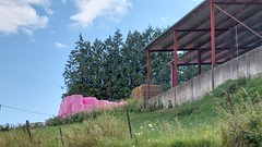 Roze stapels kuilgras - Photo of La Romagne