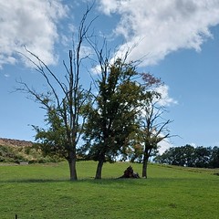 Halfdode bomen in het gras