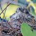 roadrunner chick on nest