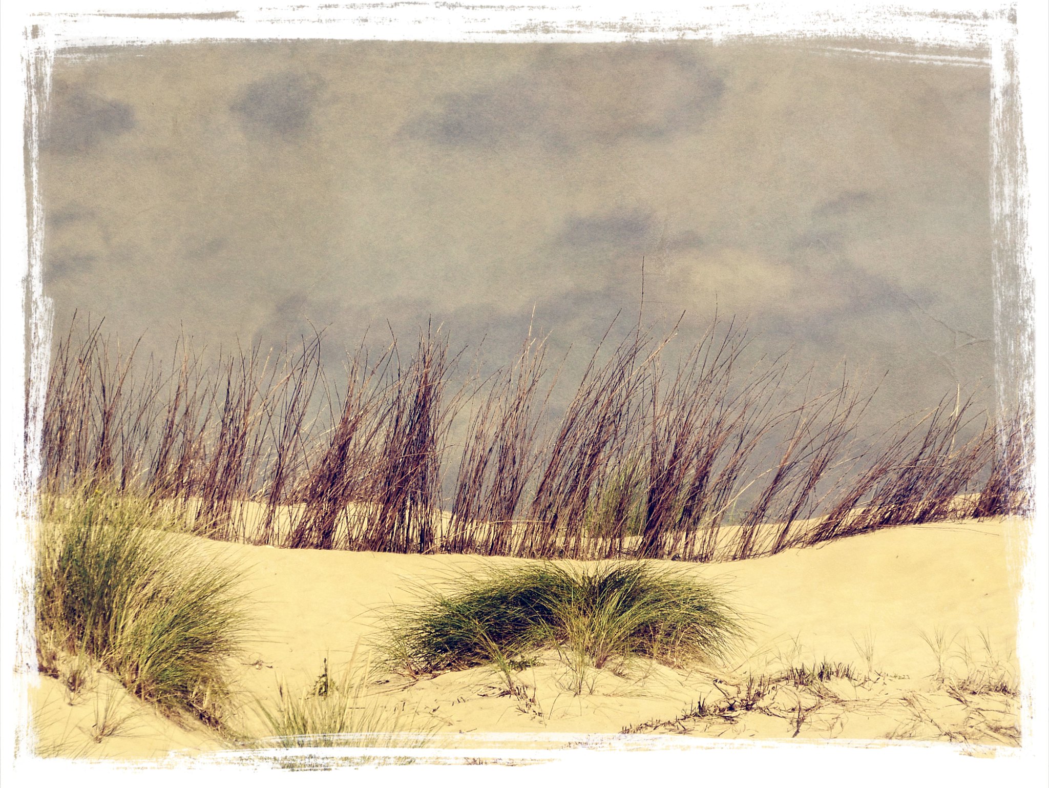 dunes - texel land- en zeegezichten