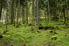 Green forest - Photo of Oderen