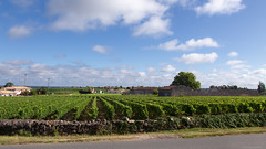 Les vignobles - Saint Emilion