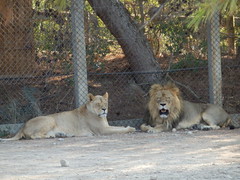 brqx_sig12fra pers - Francia - Narbone - Sigean - Reserva_africana_de_Sigean - Osos_y_Leones brqx 2012 animal lion bear
