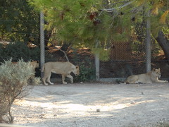 brqx_sig12fra pers - Francia - Narbone - Sigean - Reserva_africana_de_Sigean - Osos_y_Leones brqx 2012 animal lion bear