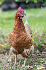 Another picture of the hen