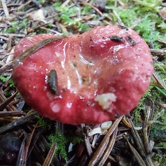 Russula - Photo of Mialet