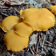 Hanenkam paddenstoel - Photo of Pensol