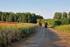 Flowers and horses near Halanzy