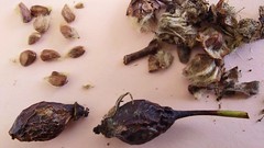 Rose seeds - Photo of Oradour-sur-Vayres