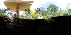 Amanite mushroom 3D